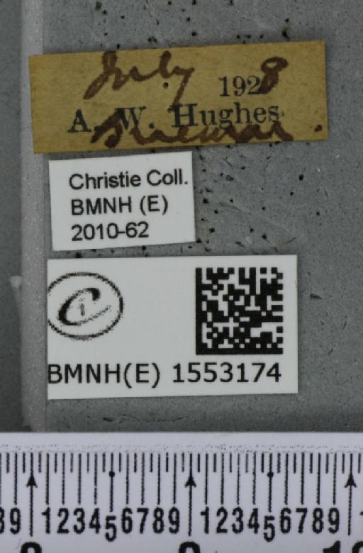 Ochropacha duplaris (Linnaeus, 1761) - BMNHE_1553174_label_237515