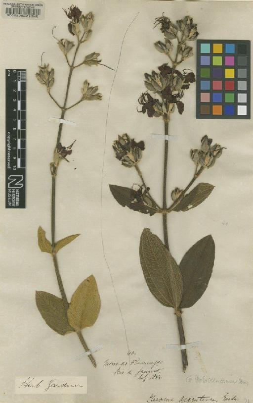 Tibouchina holosericea Baill. - BM000020622