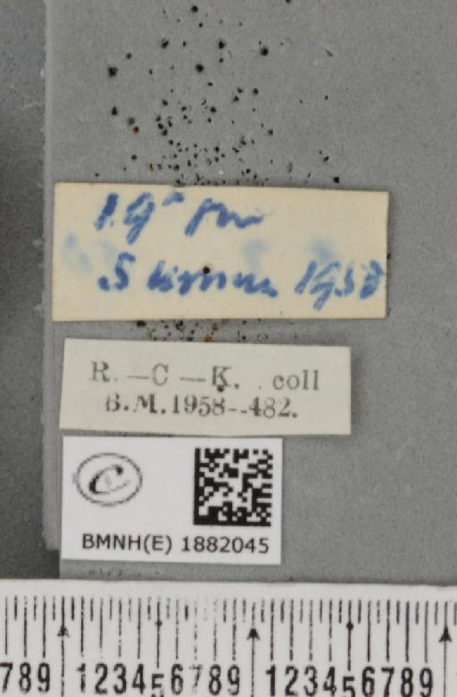 Selenia dentaria ab. fulvopustulata Smith, 1949 - BMNHE_1882045_a_label_447789