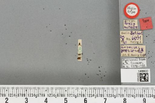 Liriomyza pereziae Hering, 1963 - BMNHE_1486632_50763