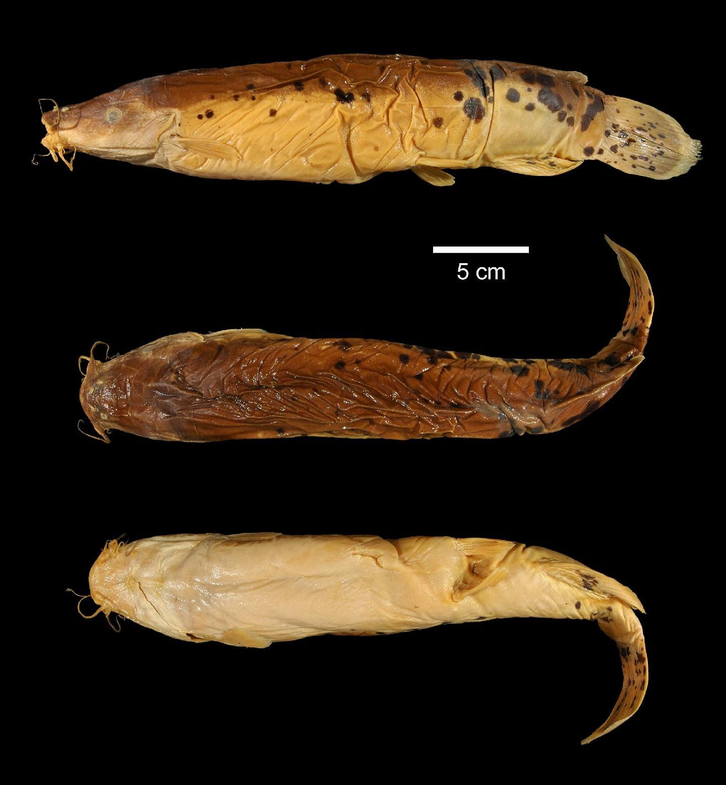 To NHMUK collection (Malapterurus minjiriya Sagua, 1987; HOLOTYPE; NHMUK:ecatalogue:2545634)