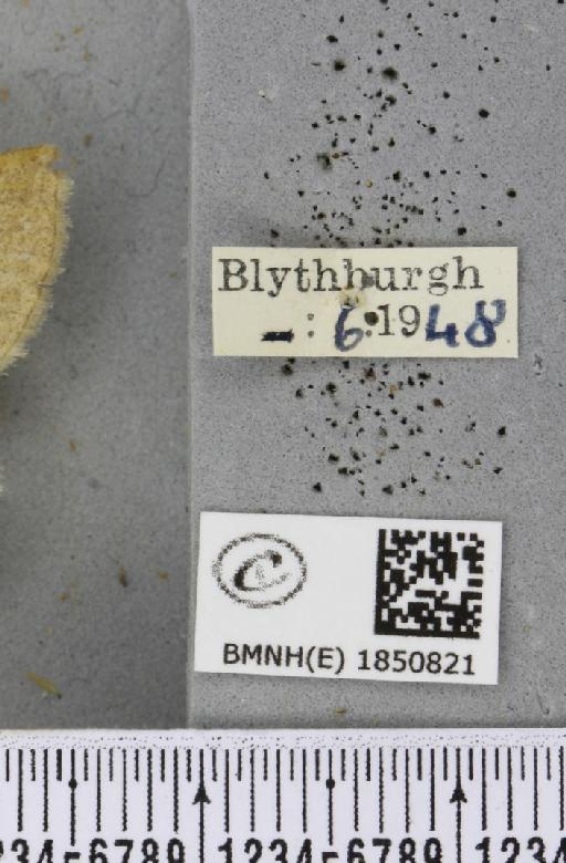Petrophora chlorosata (Scopoli, 1763) - BMNHE_1850821_label_425743