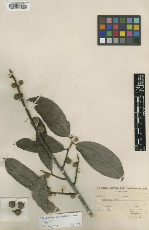 Brosimum acutifolium Huber - BM000564320