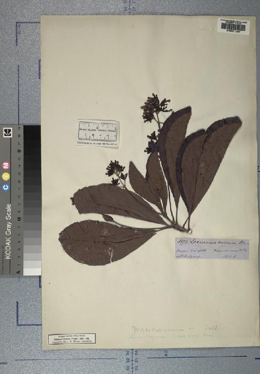 Lasionema roseum (Ruiz & Pav.) D.Don - Spruce - BM000777552