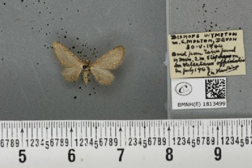 Eupithecia valerianata (Hübner, 1813) - BMNHE_1813499_391383