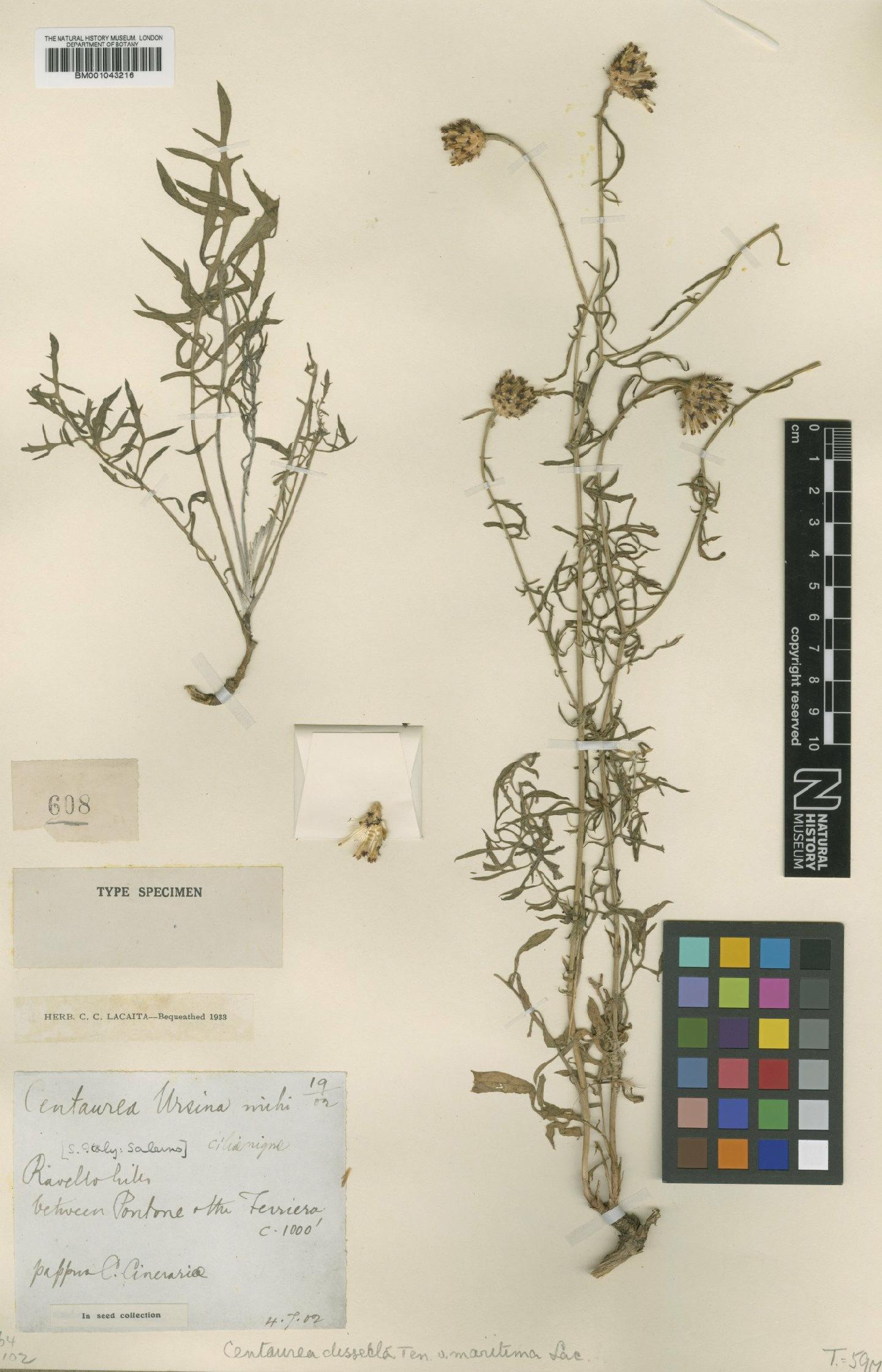 To NHMUK collection (Centaurea parlatoris subsp. parlatoris Heldr.; Type; NHMUK:ecatalogue:1988016)