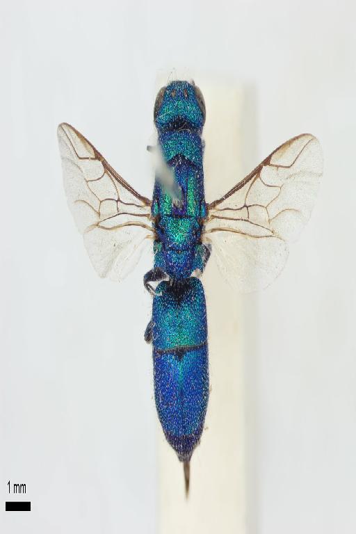 Chrysis bahadur Nurse, 1903 - Chrysis_bahadur-BMNH(E)#970886_type-dorsal-1X