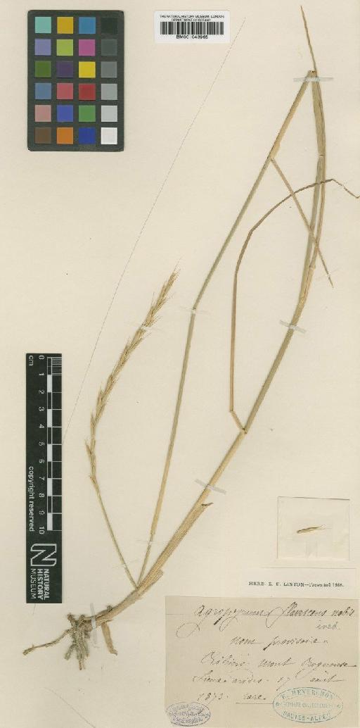 Agropyron flavescens E.Rev. - BM001043965