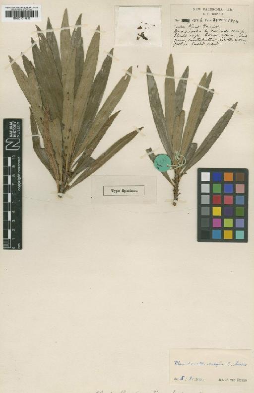 Pouteria saligna (S.Moore) Baehni - BM001015923