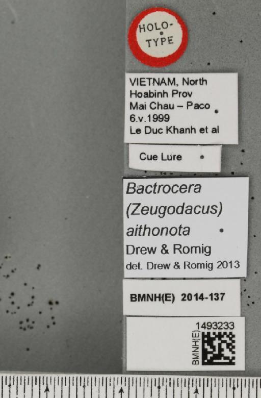 Bactrocera (Javadacus) aithonota Drew & Romig, 2013 - BMNHE_1493233_label_44079