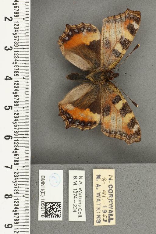Aglais urticae ab. salmonicolor Raynor, 1906 - BMNHE_1056178_45630