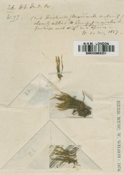 Campylopus gracilis (Mitt.) A.Jaeger - BM000866331