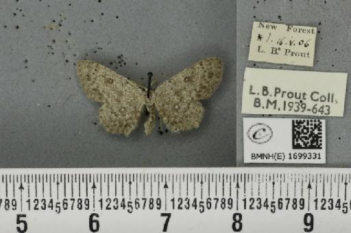 Cyclophora pendularia (Clerck, 1759) - BMNHE_1699331_272784