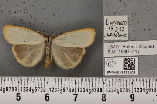 Cybosia mesomella (Linnaeus, 1758) - BMNHE_1662105_258414