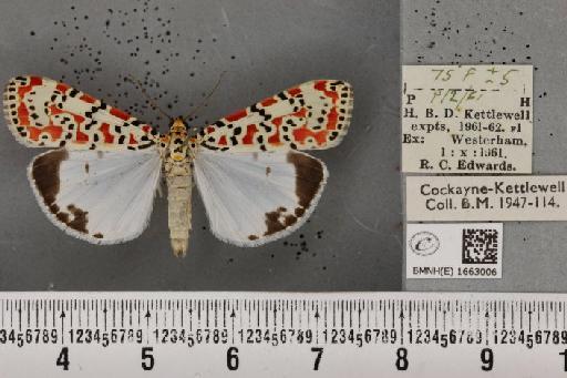Utetheisa pulchella (Linnaeus, 1758) - BMNHE_1663006_283535