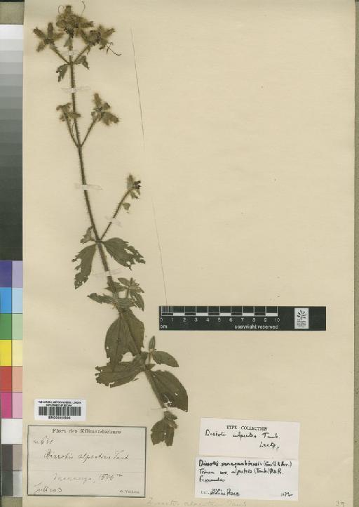 Dissotis senegambiensis var. alpestris (Taub.) A.Fern. & R.Fern. - BM000902396