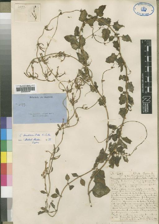 Ceropegia multiflora subsp. tentaculata (N.E.Br.) J.A.Huber - BM000930067