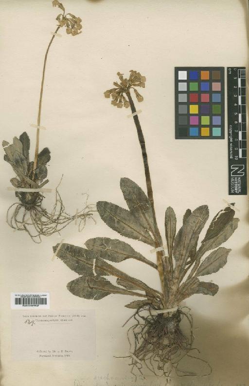 Primula szechuanica Pax - BM000996942