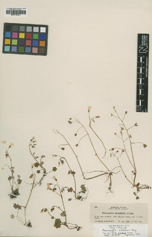 Romanzoffia californica Greene - BM001024941