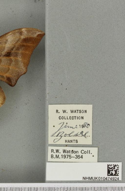 Smerinthus ocellata ab. deroseata Lempke, 1959 - NHMUK_010474924_label_525268