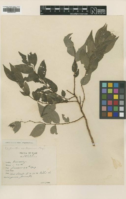 Phyllanthus acutissimus Miq. - BM000951417