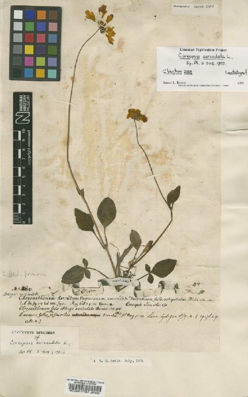Coreopsis auriculata L. - BM000051187