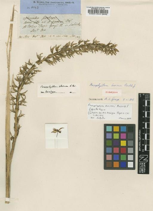 Prasophyllum brownii Rchb.f. - BM000051539