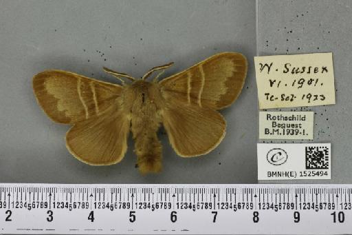 Macrothylacia rubi (Linnaeus, 1758) - BMNHE_1525494_196125