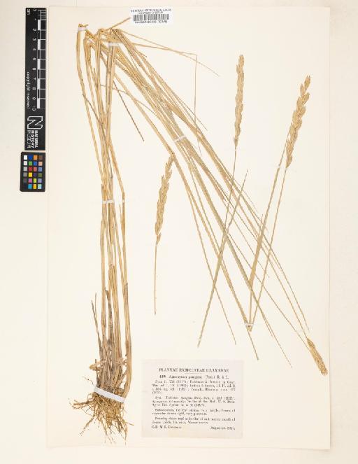 Agropyron pungens (Pers.) Roem. & Schult. - 000094316