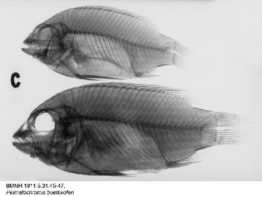 Pelmatochromis buettikoferi Steindachner, 1894 - BMNH 1911.5.31.45-47, Pelmatochromis buettikoferi Radiograph