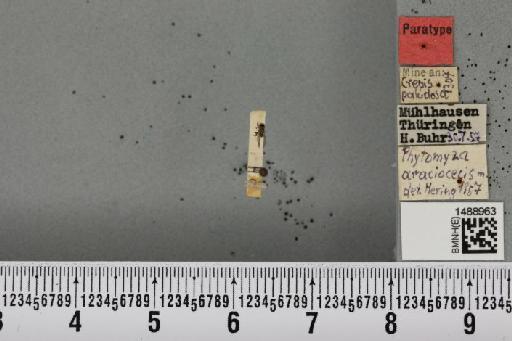 Phytomyza araciocecis Hering, 1958 - BMNHE_1488963_53322