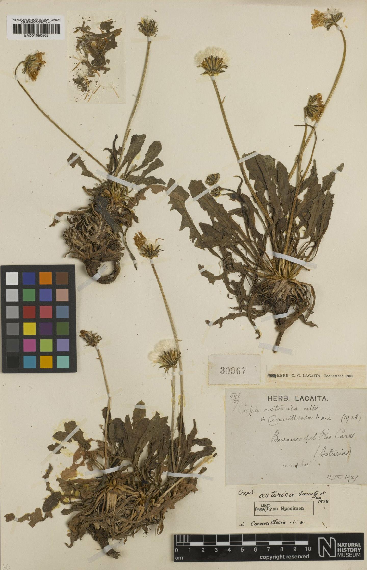 To NHMUK collection (Crepis albida subsp. asturica Babc.; TYPE; NHMUK:ecatalogue:2395787)