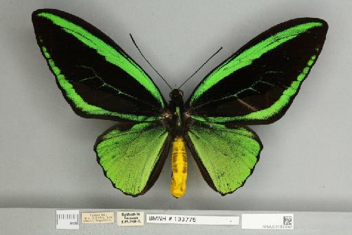 Ornithoptera priamus poseidon Doubleday, 1847 - 013603642__