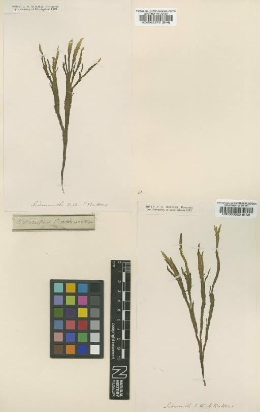 Kuetzingiella battersii (Bornet ex Sauv.) Kornmann - BM000563620