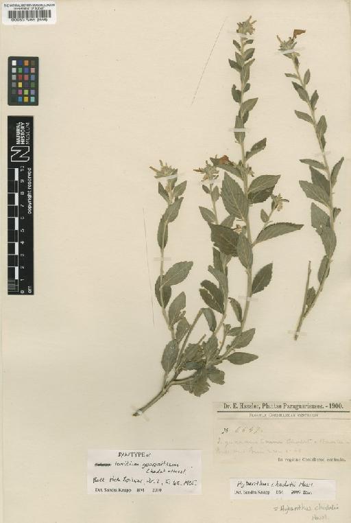 Hybanthus chodatii Hassl. - BM000537965