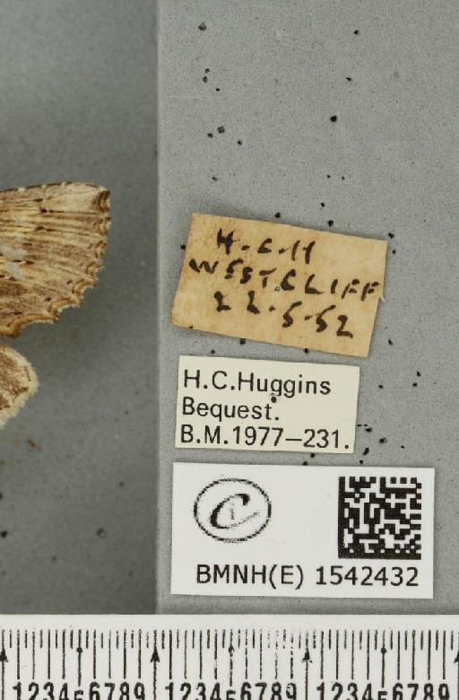 Pterostoma palpina palpina (Clerck, 1759) - BMNHE_1542432_label_246693