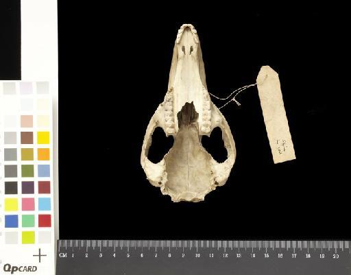 Macropus parryi Bennett, 1835 - 1855.12.24.61_Skull_Ventral