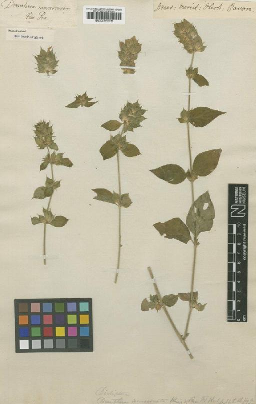 Dianthera mucronata Ruiz & Pav. - BM000992538