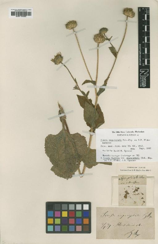 Simsia foetida subsp. megacephala (Sch.Bip. ex S.F.Blake) D.M.Spooner - BM001050930