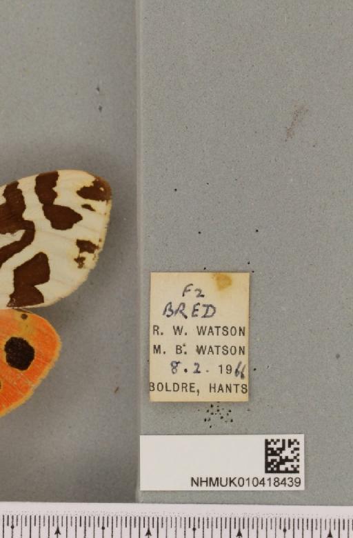 Arctia caja (Linnaeus, 1758) - NHMUK_010418439_label_531131