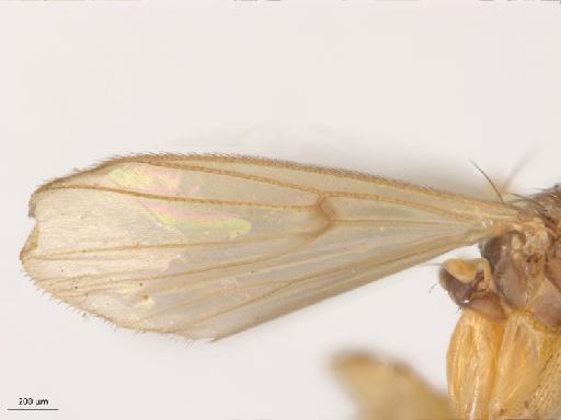 Mycetophila (Abmyceta) uaicensis Lane, 1955 - 010626626_Mycetophila_Abmyceta_uaicensis_HT_BMNH257005_wing