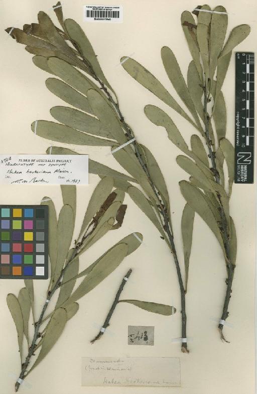 Hakea hookeriana Meisn. - BM000915640