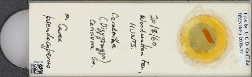 Cerodontha (Butomomyza) caricivora (Groschke, 1954) - BMNHE_1504326_59490
