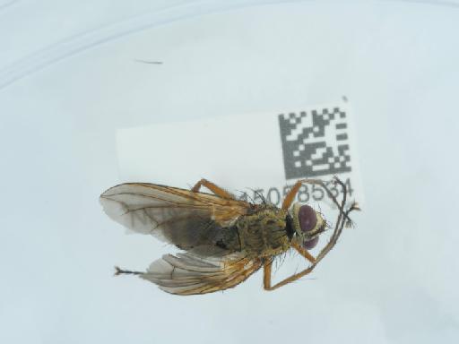 Graphiphora augur inopinata Smith - 015058584_2