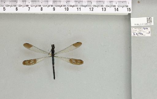 Heliocypha perforata (Percheron in Guérin-Méneville & Percheron, 1835) - 012495587_803590_1254614_2