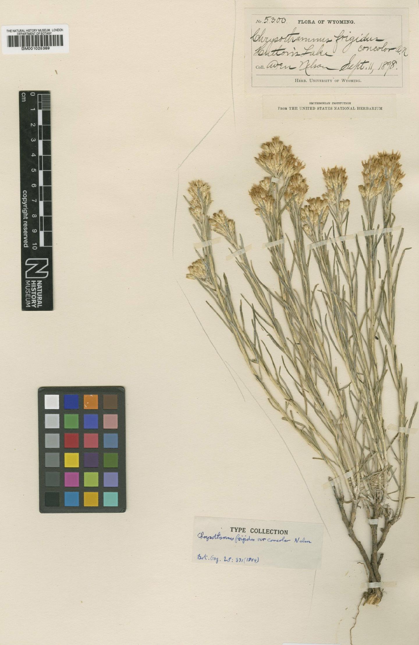 To NHMUK collection (Chrysothamnus nauseosus subsp. nauseosus (Pall. ex Pursh) Britton; Type; NHMUK:ecatalogue:746532)