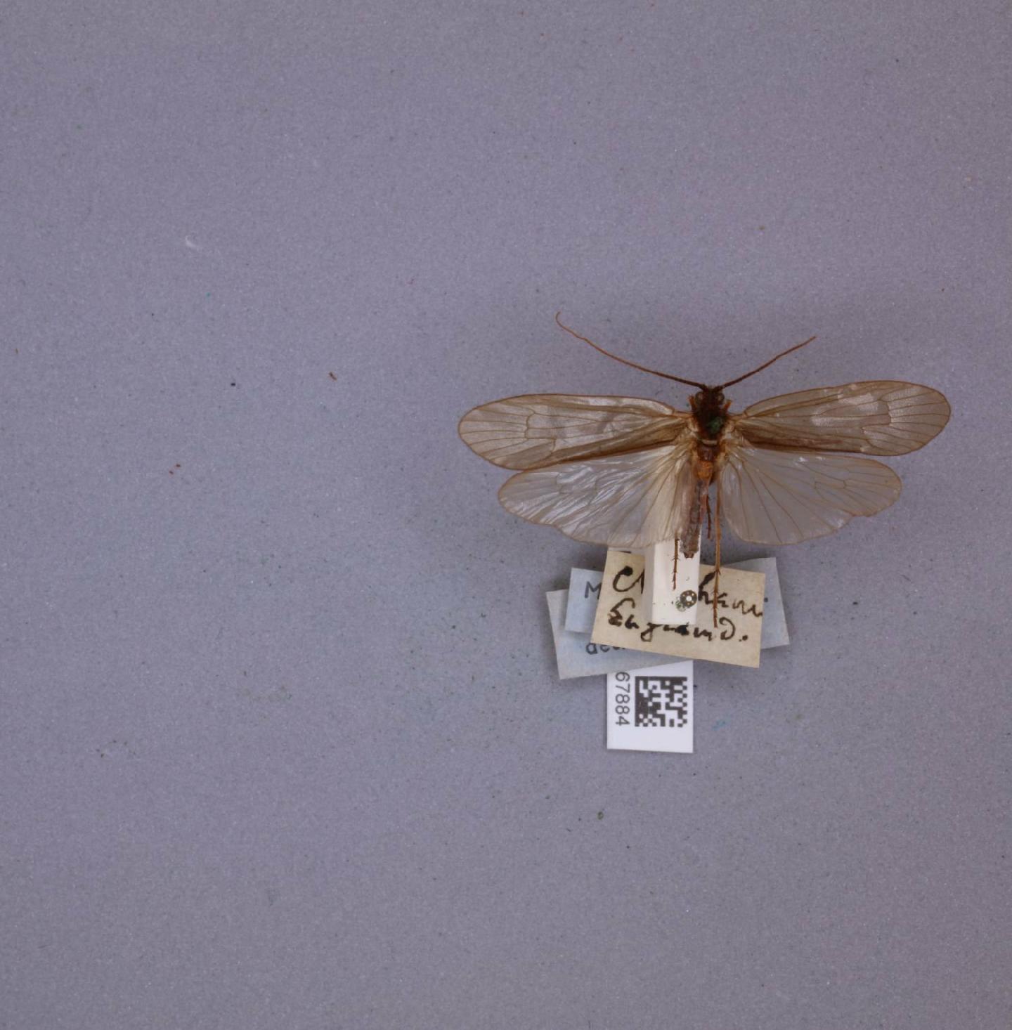 Limnephilus fuscicornis