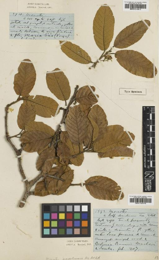 Monotes angolensis De Wild. - BM001046016