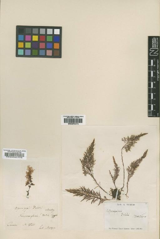 Asparagopsis taxiformis (Delile) Trevis. - BM000769976