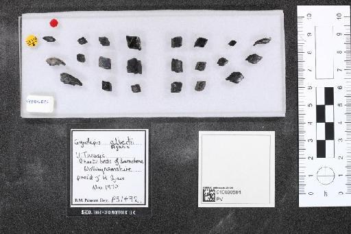 Gyrolepis alberti Agassiz, 1835 - 010030584_L010041019